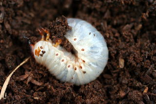 カブトムシ２齢幼虫