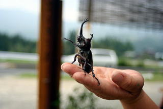 国産カブトムシ専門店 通信販売 裏木曽天然カブトムシの里 Beetle Sale